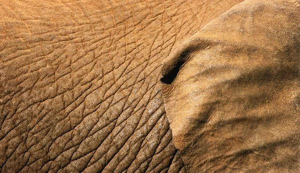 Pele de elefante close-up — Fotografia de Stock