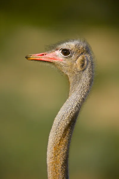 Mannelijke struisvogel portret — Stockfoto