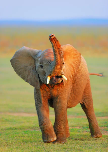 Baby Elephant - raised trunk — Stock Photo, Image