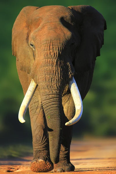 Elefant nähert sich — Stockfoto