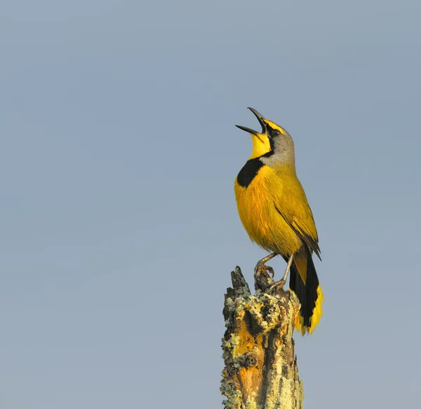 Bokmakierie bird calling — Stock Photo, Image