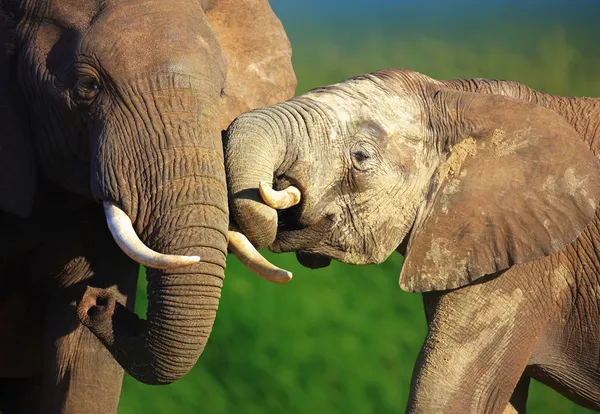 Sloni interakce — Stock fotografie