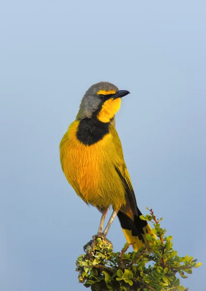 Bokmakierie ptak — Zdjęcie stockowe