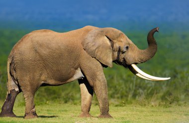 Elephant with large tusks clipart