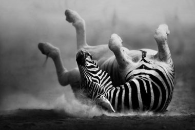 toz içinde inişli çıkışlı zebra