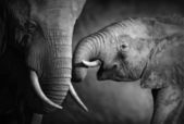 Elefánt szeretet (művészi feldolgozása)