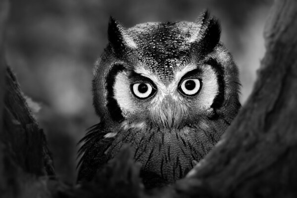 Whitefaced Owl