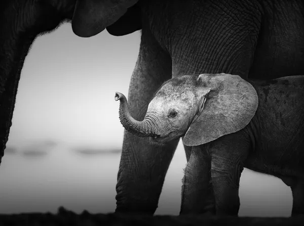 Babyolifant naast koe (artistieke verwerking) — Stockfoto