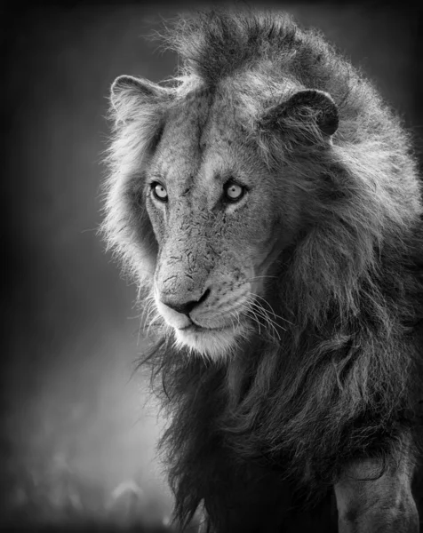 Portrait de lion mâle (Traitement artistique ) — Photo