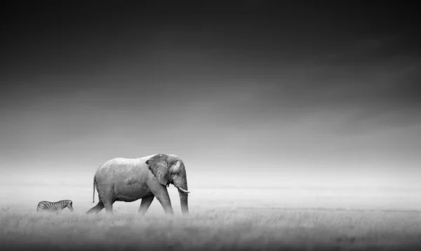 Elefante con cebra (procesamiento artístico ) —  Fotos de Stock