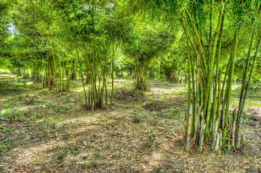 Bambu Bahçe
