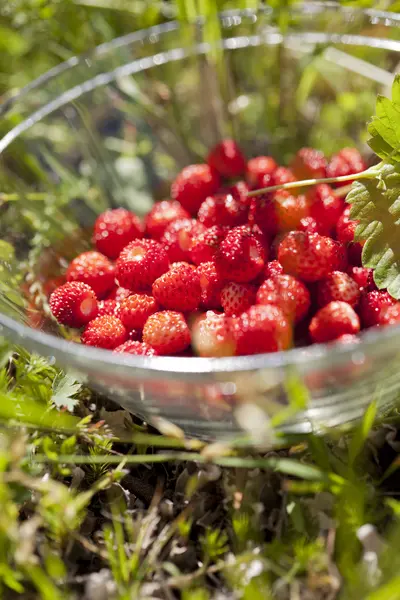 Wild strawberries Stock Picture