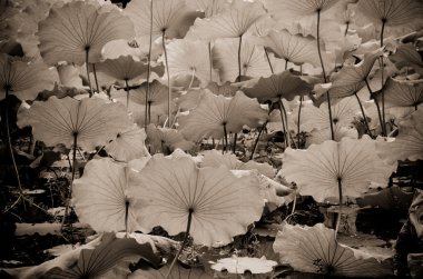 Lotus yaprağı