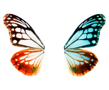 Butterfly wing clipart