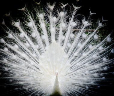 White peacock clipart