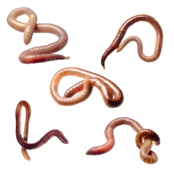 Earth worm — Stock Photo, Image