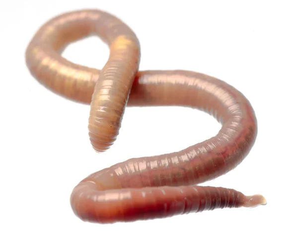 Земля worm — стокове фото