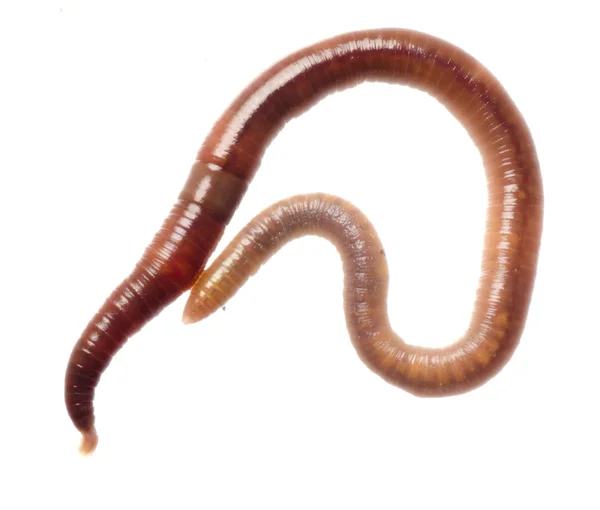 Земляной червь — стоковое фото
