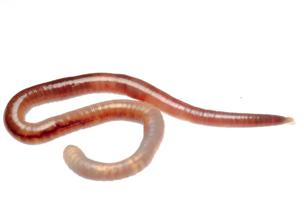 Earth worm — Stock Photo, Image