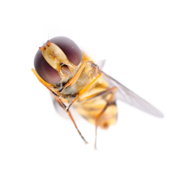 Flyga blomflugor — Stockfoto