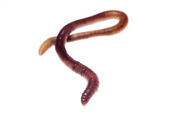 Aarde worm — Stockfoto