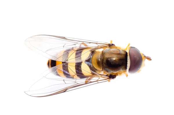 Fly hoverfly — Stock Photo, Image