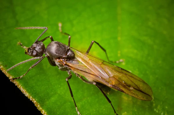 Insect ant on green leaf — Stock Photo, Image
