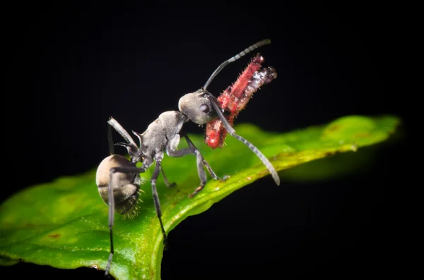 Insect mier op groen blad — Stockfoto