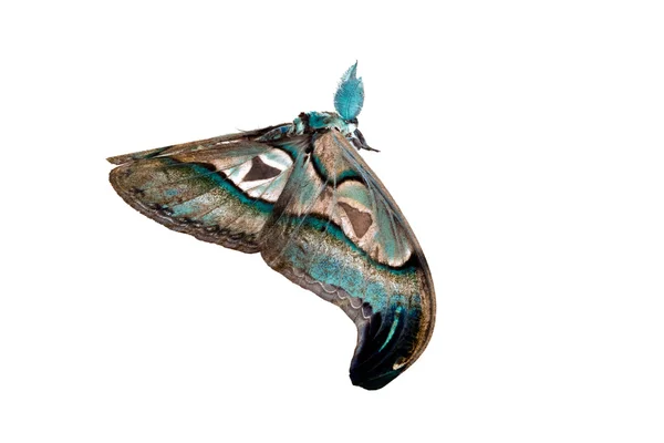 Ulat sutera raksasa atlas ngengat Attacus — Stok Foto