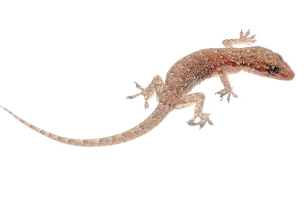 Κινέζικα Oriental φύλλα gecko — Φωτογραφία Αρχείου