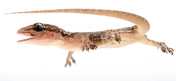 Chinese Oriental leaftoed gecko — Stock Photo, Image