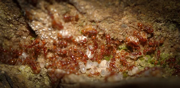 Foule de fourmis insectes avec oeuf — Photo