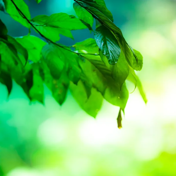 Spring green leaf background — Stock Photo, Image