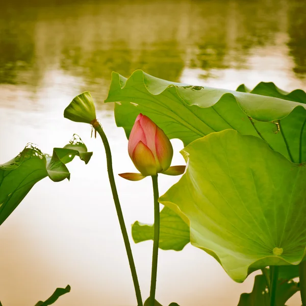 Lotosový květ — Stock fotografie
