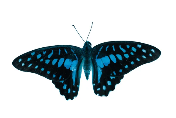 Kelebek mavi — Stok fotoğraf