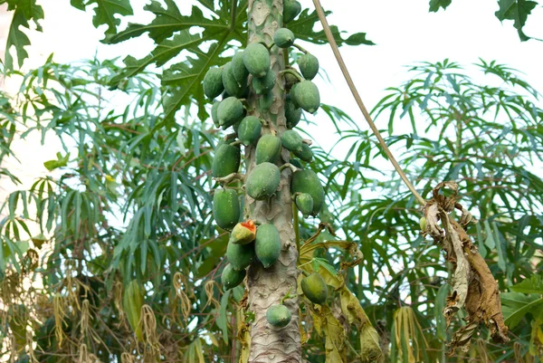Papaya tree — Stock Photo, Image