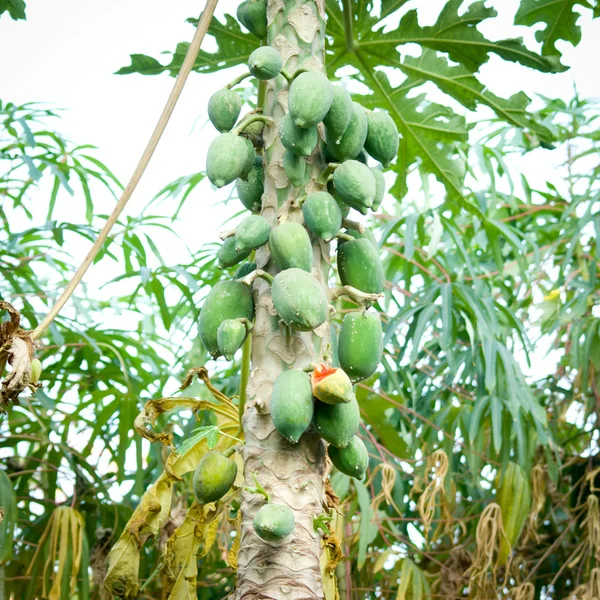 Papaya tree — Stock Photo, Image