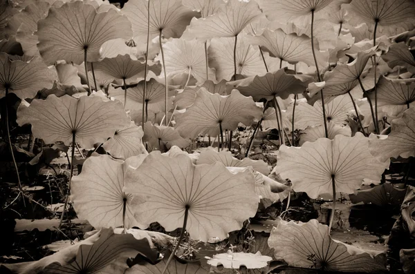 Lotus yaprağı — Stok fotoğraf