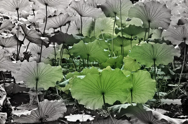 Lotus blad — Stockfoto