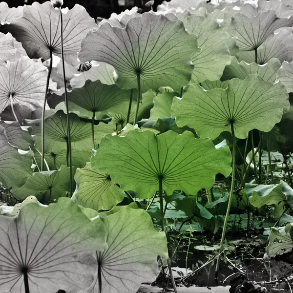 Feuille de lotus — Photo