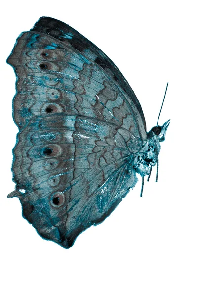 나비 세트 — 스톡 사진