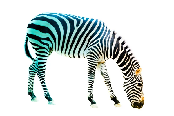 Beyaz arkaplanda izole edilmiş zebra — Stok fotoğraf