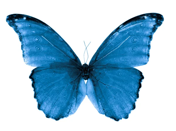 Метелик набір — стокове фото