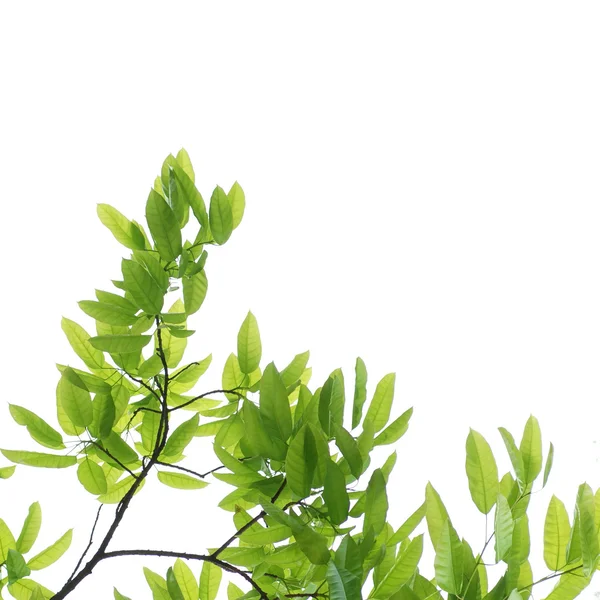 Våren natur gröna blad — Stockfoto