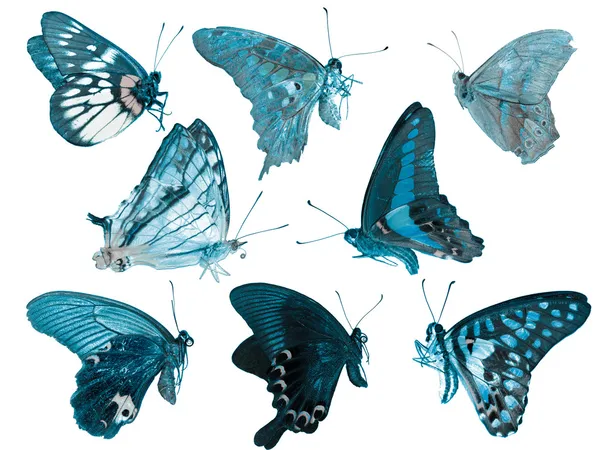 Вид сбоку на коллекцию бабочек — стоковое фото