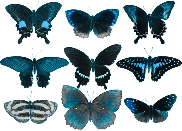 Kelebek koleksiyonu — Stok fotoğraf