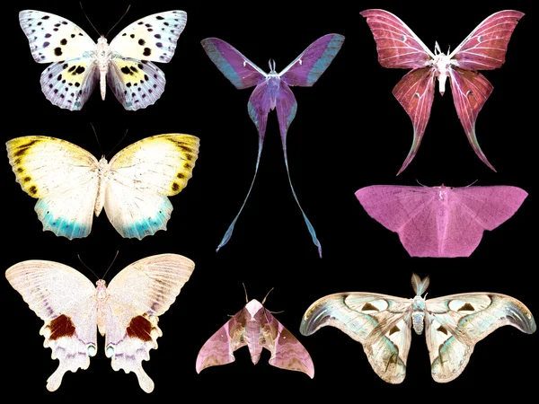 Collection de papillons diurnes — Photo