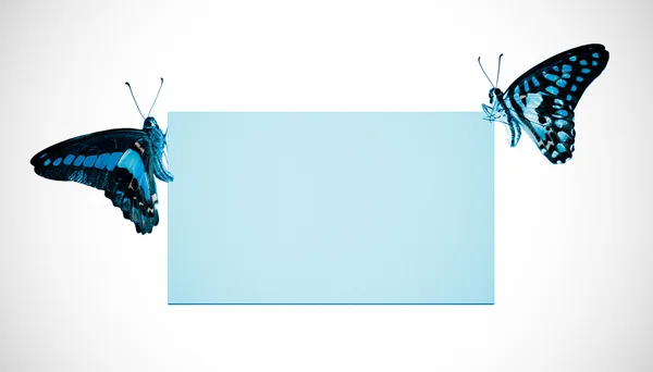 Cartel en blanco de mariposa —  Fotos de Stock