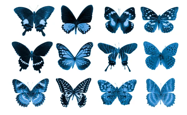 Collection papillon — Photo
