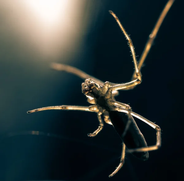 Animalsk edderkopp – stockfoto